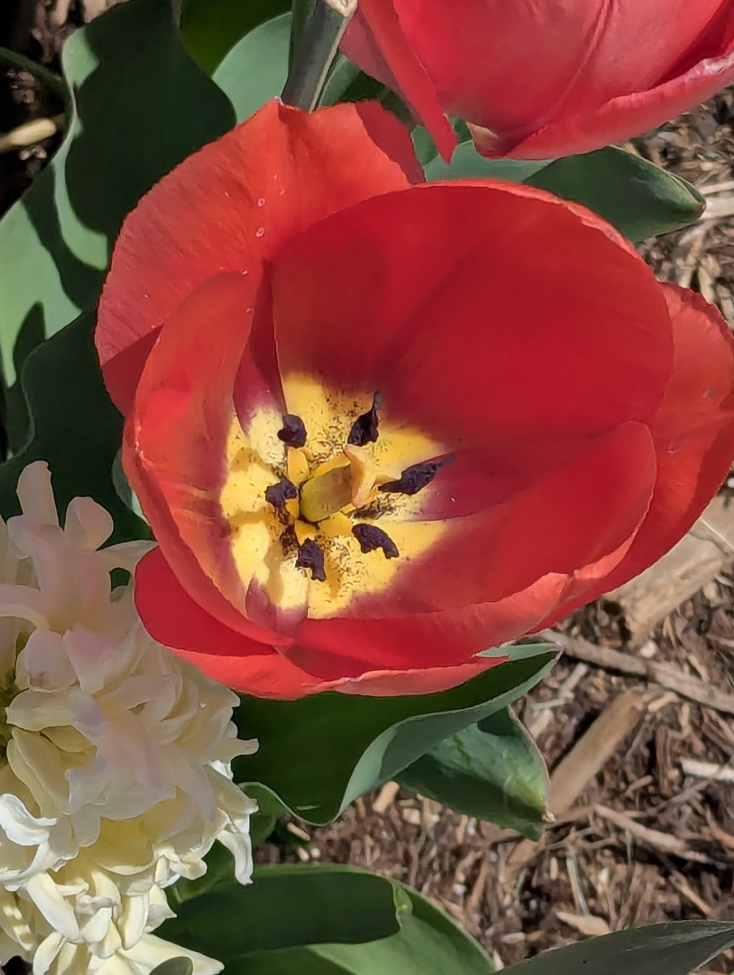 Garden, Flowers, Morrison, Colorado